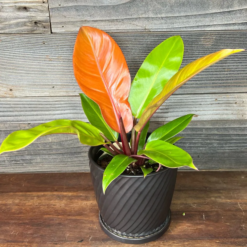 Low-Light Indoor Plants