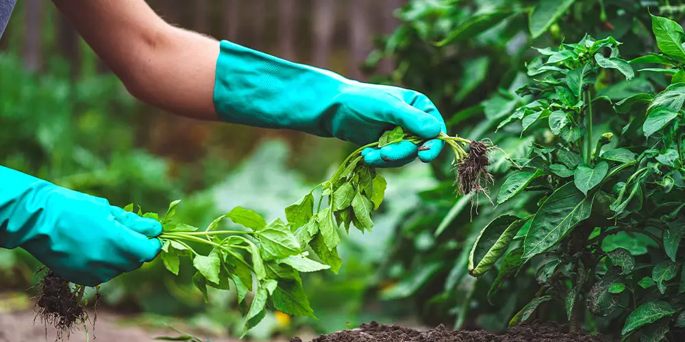 Tips for Growing the Perfect Vegetable Garden