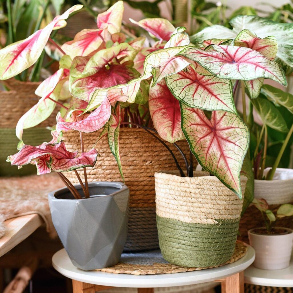 Houseplants You Should Avoid as a Beginner