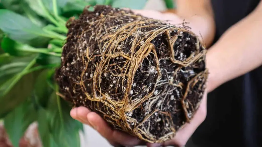 Repot a Peace Lily