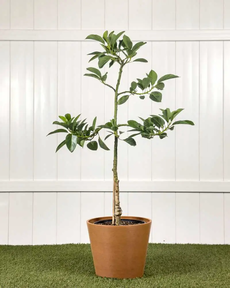 Houseplants You Should Avoid as a Beginner