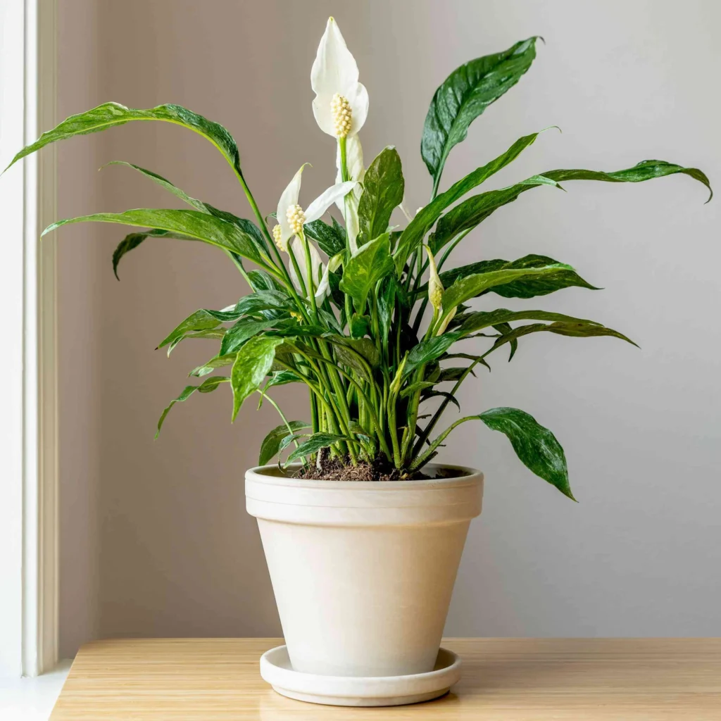 indoor plants