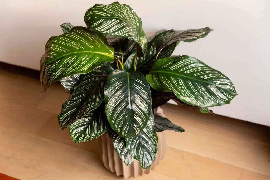 indoor plants
