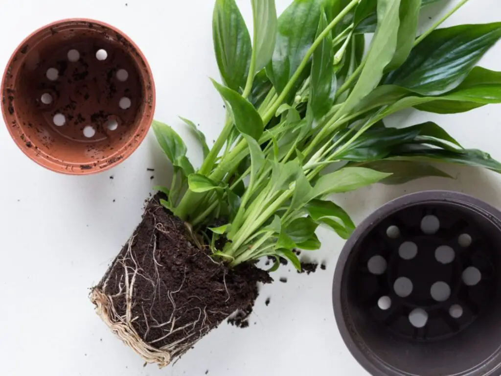 Repot a Peace Lily