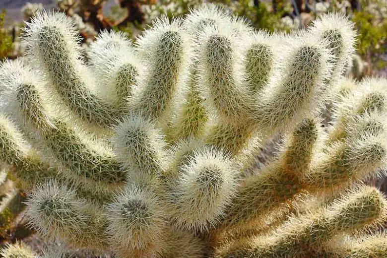 Teddy Bear Cactus Care