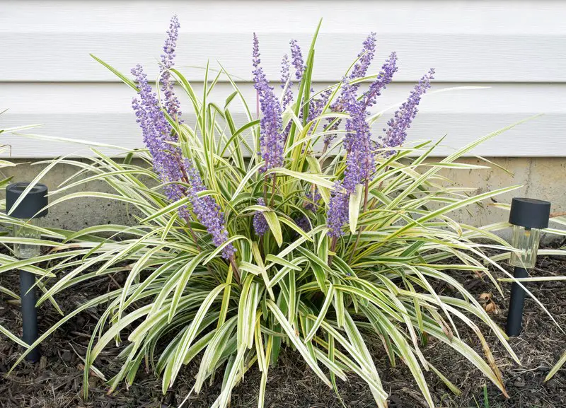 Easy Indoor Plants for Beginners
