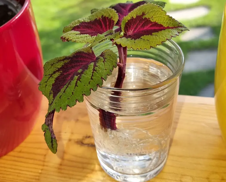Plants That Grow in Water