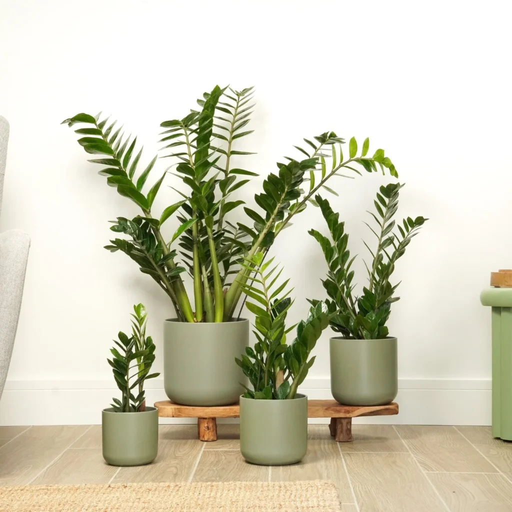 Low-Light Indoor Plants