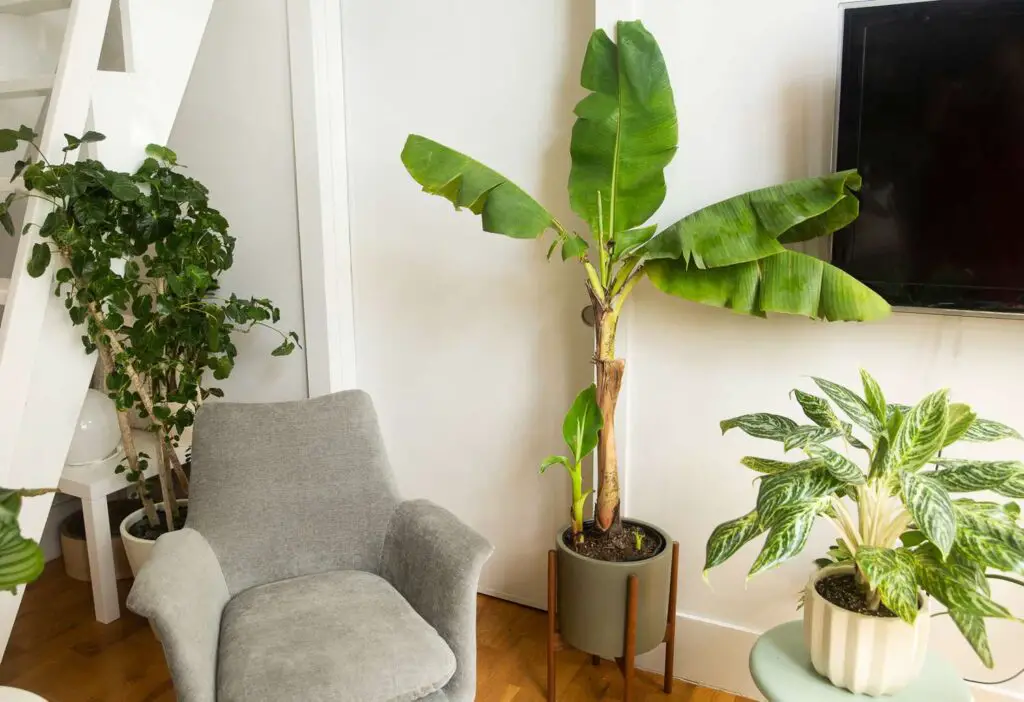 indoor plants