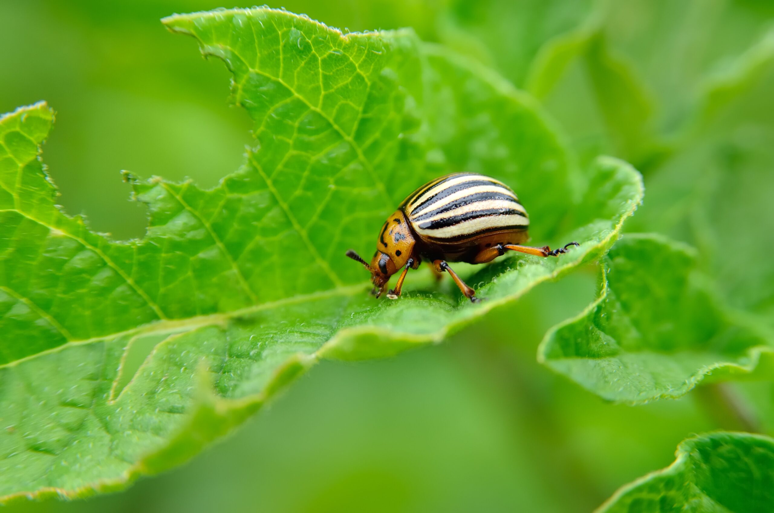 Natural Ways to Keep Bugs Out of Your Garden