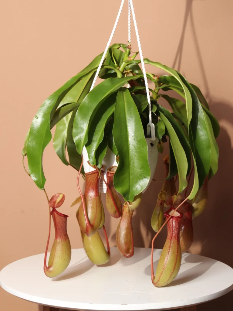Shower Plants