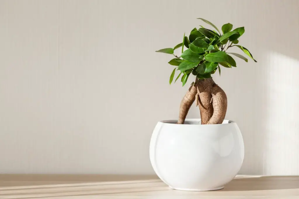indoor plants
