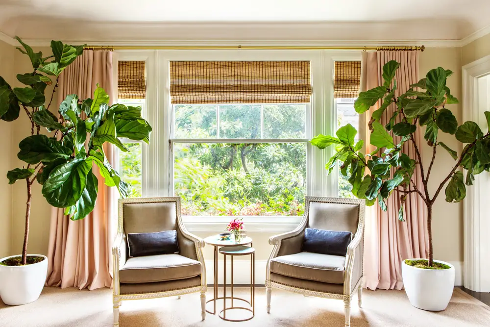 Overrated Houseplants