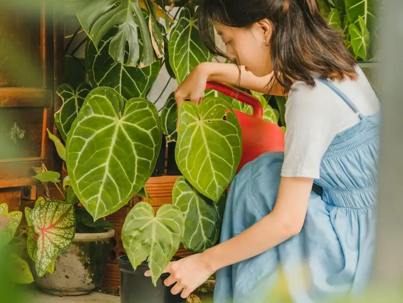 Anthurium Clarinervium