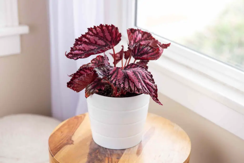 Low-Light Indoor Plants