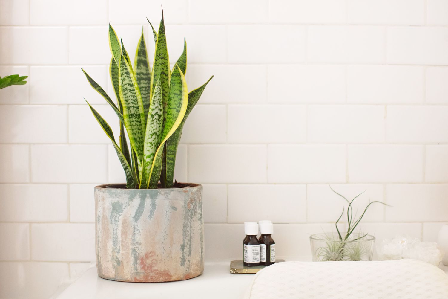 Shower Plants