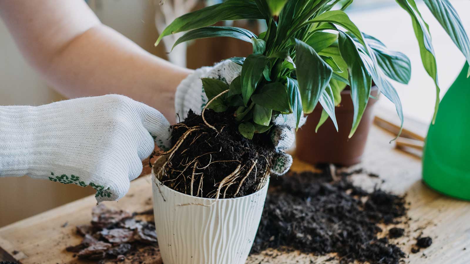 Repot a Peace Lily