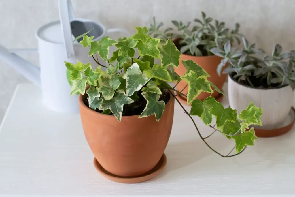 indoor plants