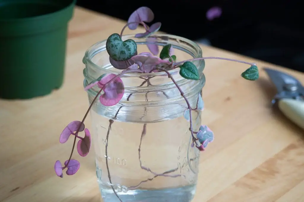 Water Plants