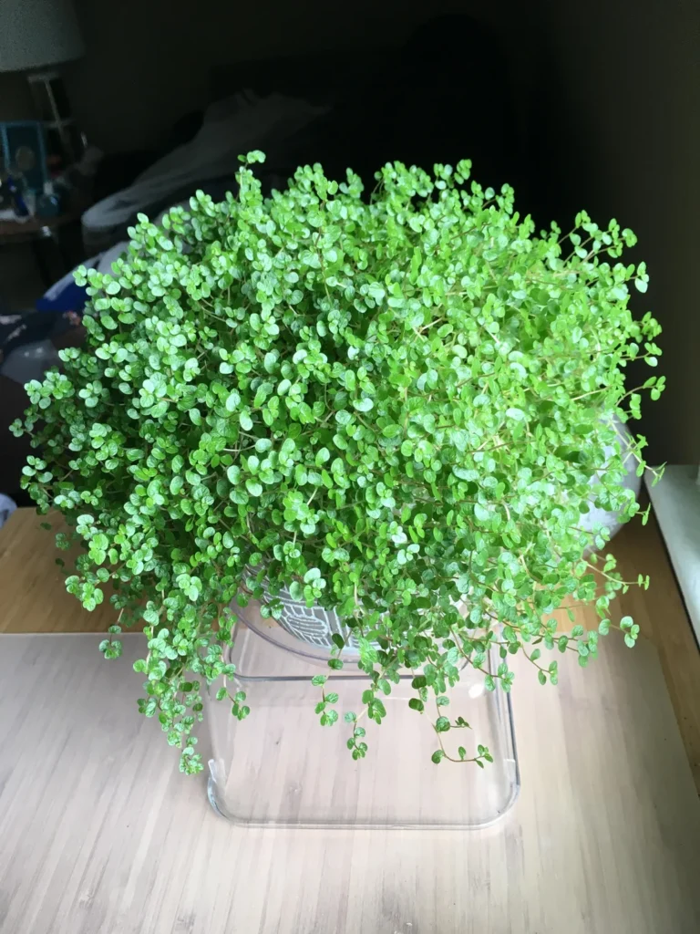 Indoor plants