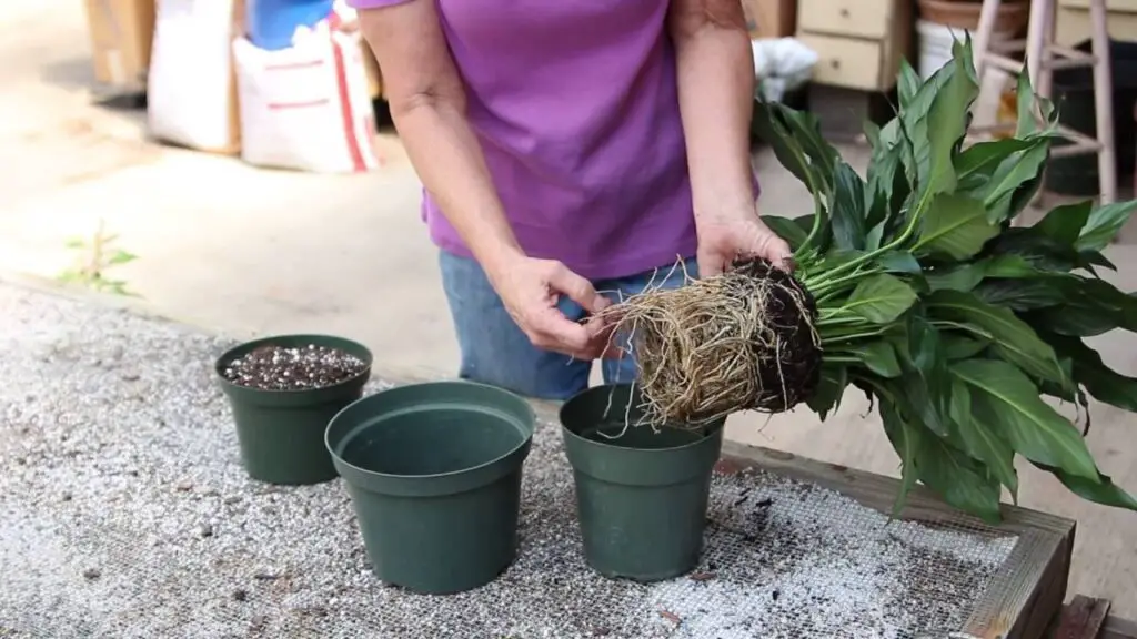 Repot a Peace Lily