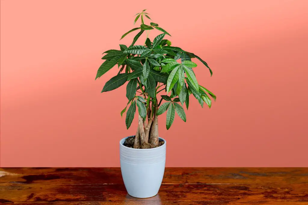Potted Trees To Grow In Indoor