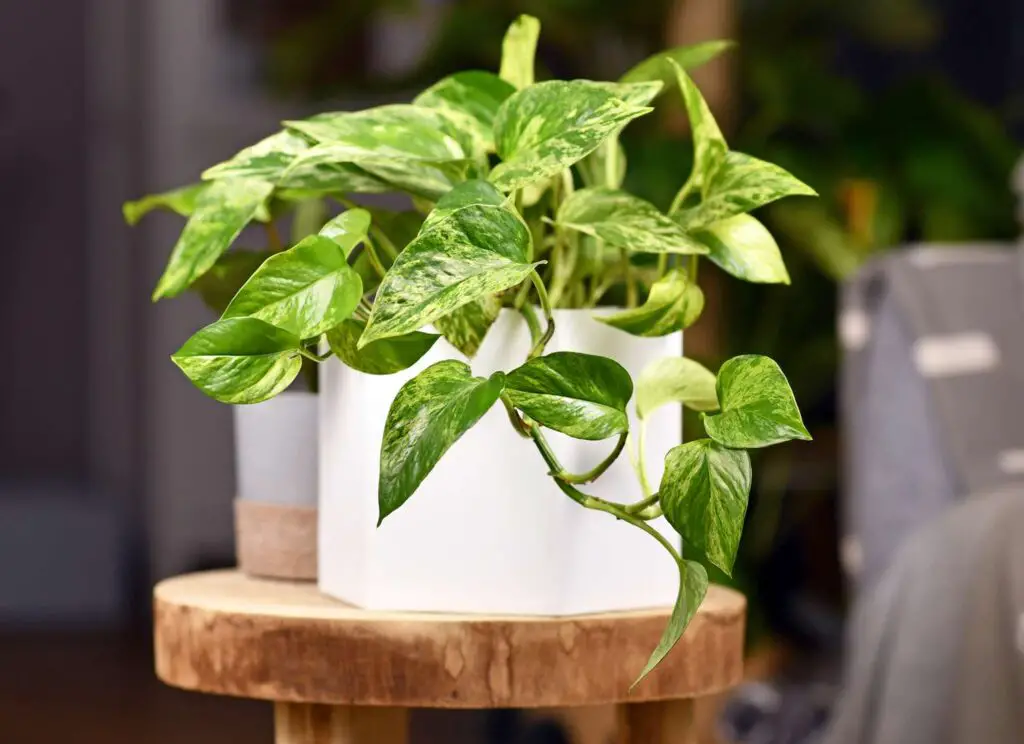 Shower Plants