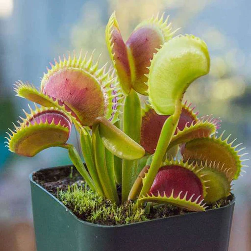 Houseplants You Should Avoid as a Beginner
