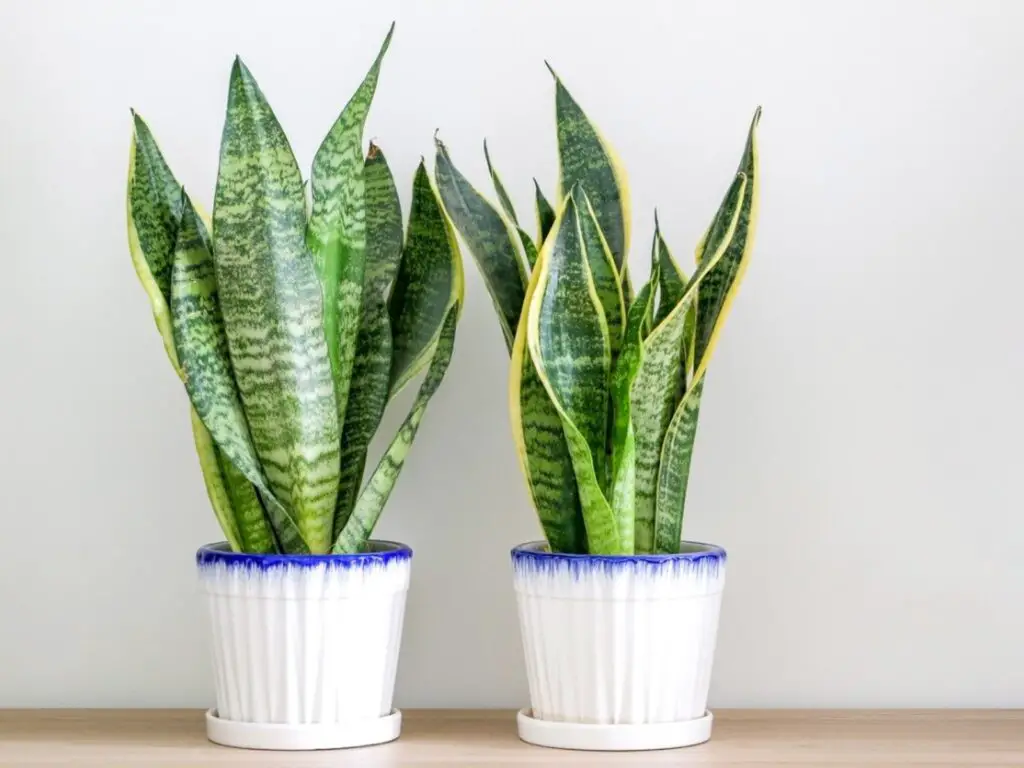 Low-Light Indoor Plants