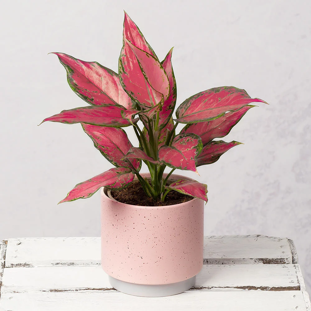 Low-Light Indoor Plants