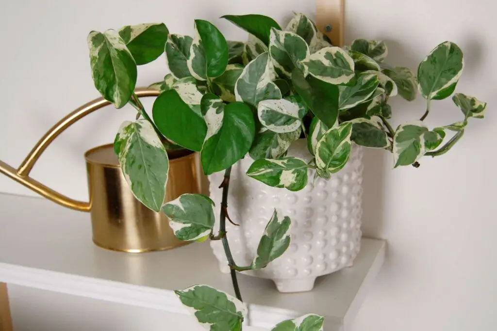 Overrated Houseplants