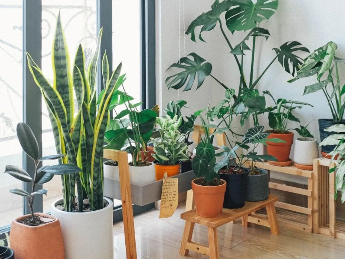 Low-Light Indoor Plants