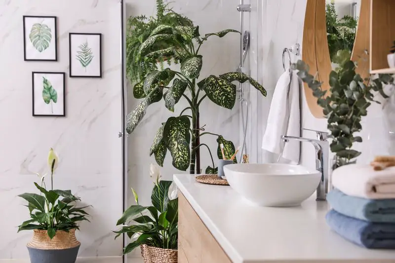 Bathroom Plants