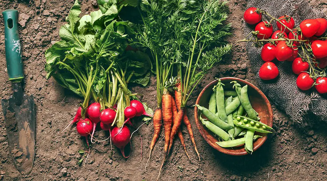 Tips for Growing the Perfect Vegetable Garden