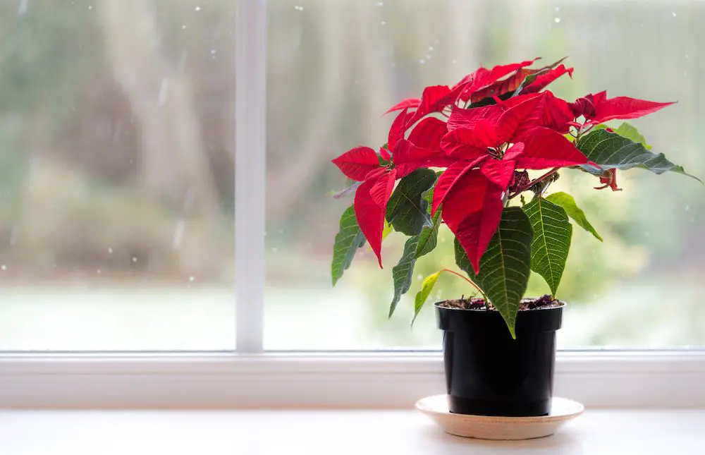 Houseplants You Should Avoid as a Beginner