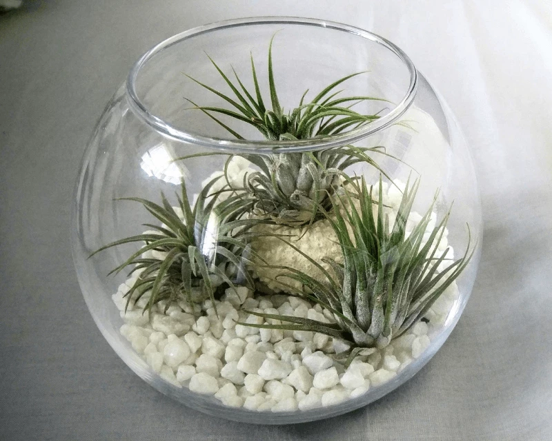 Shower Plants
