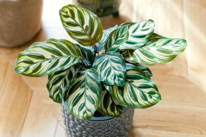Low-Light Indoor Plants