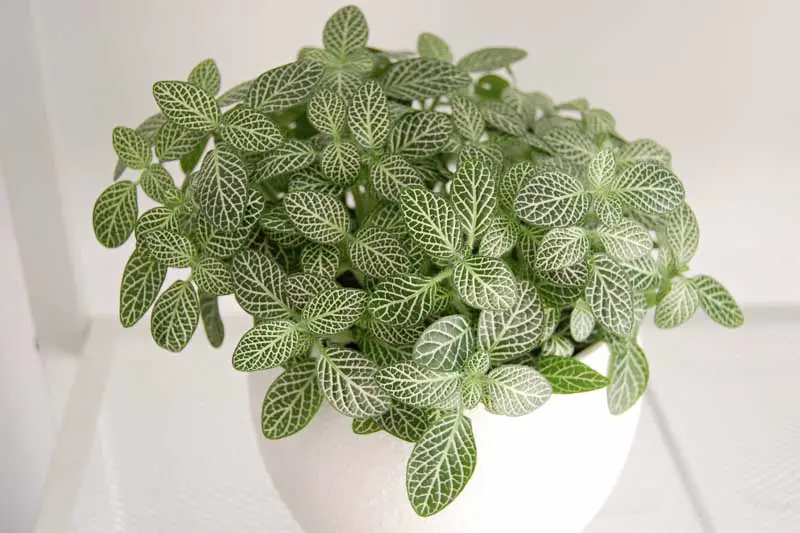 indoor plants