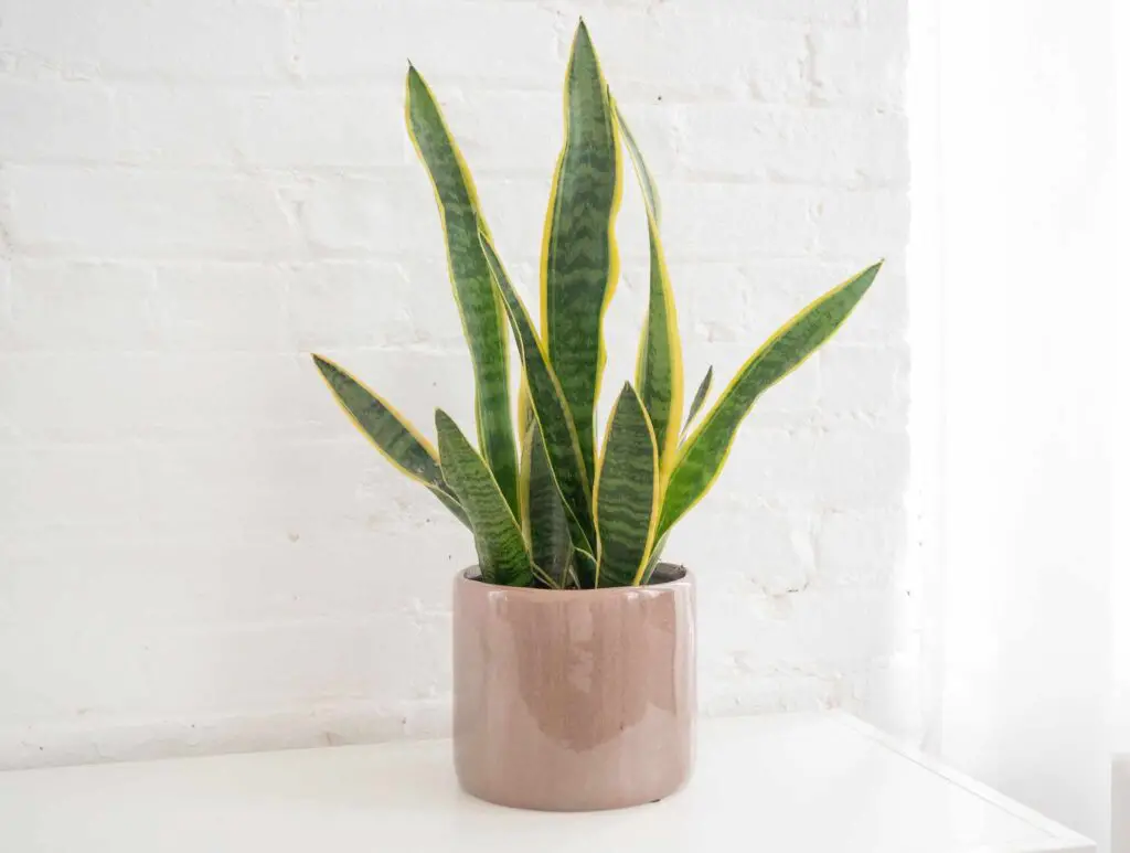 Shower Plants