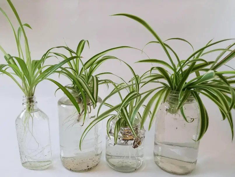 Plants That Grow in Water