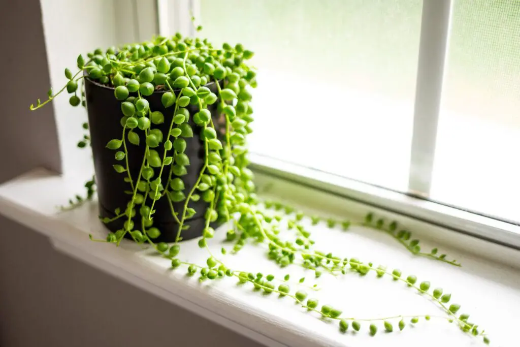 Shower Plants