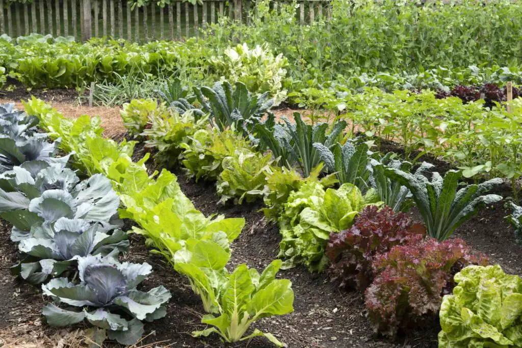 Tips for Growing the Perfect Vegetable Garden
