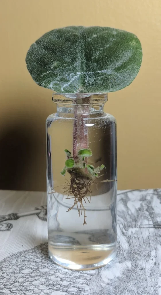 Indoor plants