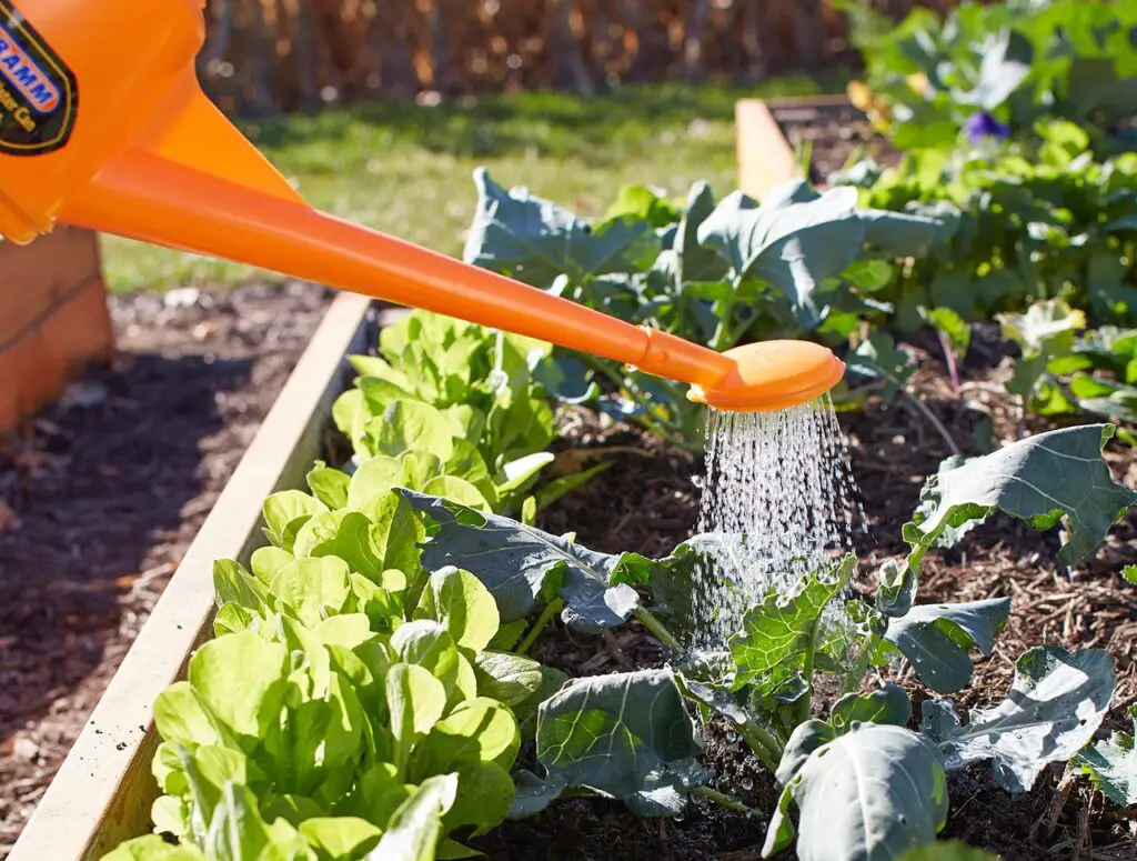 Tips for Growing the Perfect Vegetable Garden