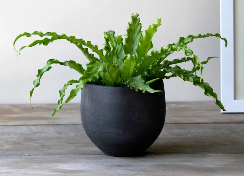 Shower Plants