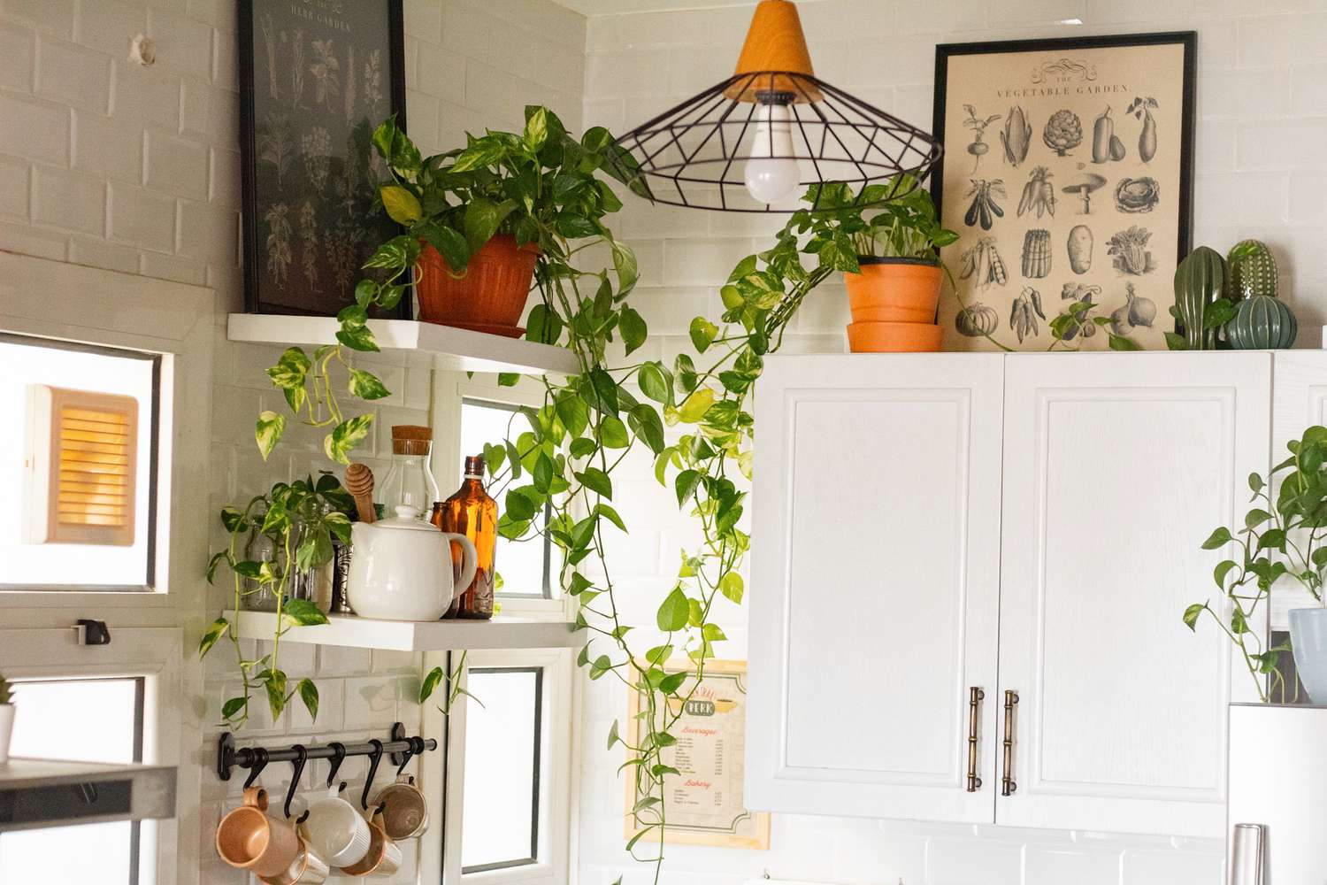 Best Plants for Your Kitchen