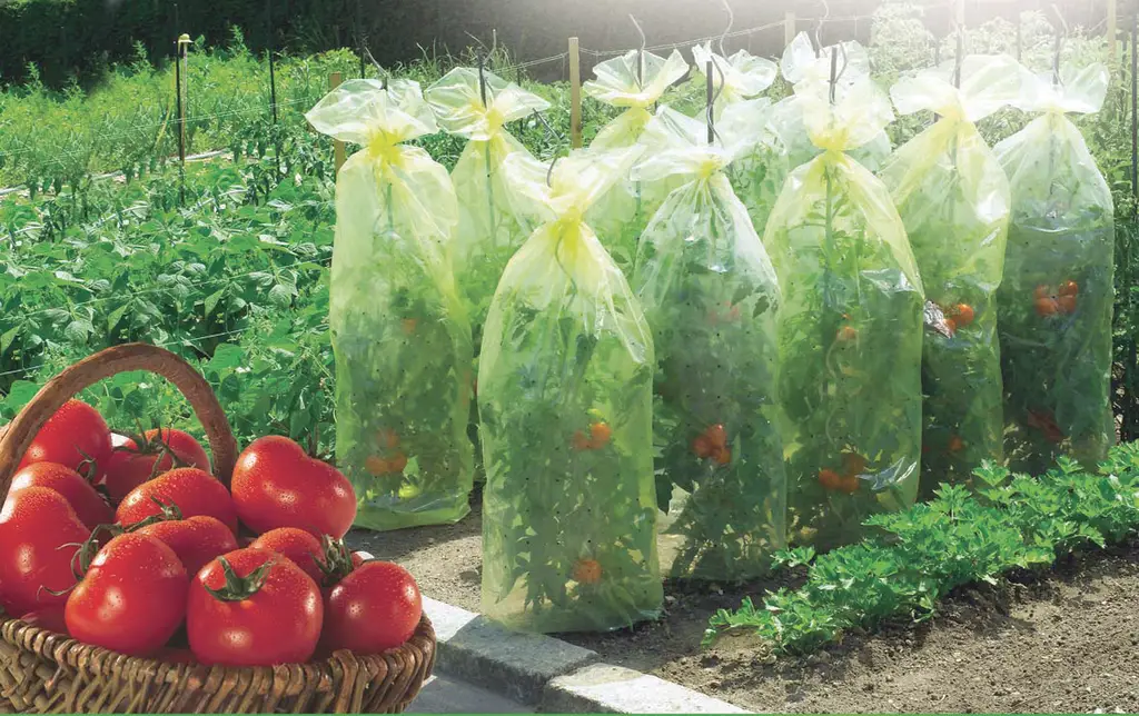 Prevent Tomatoes From Splitting