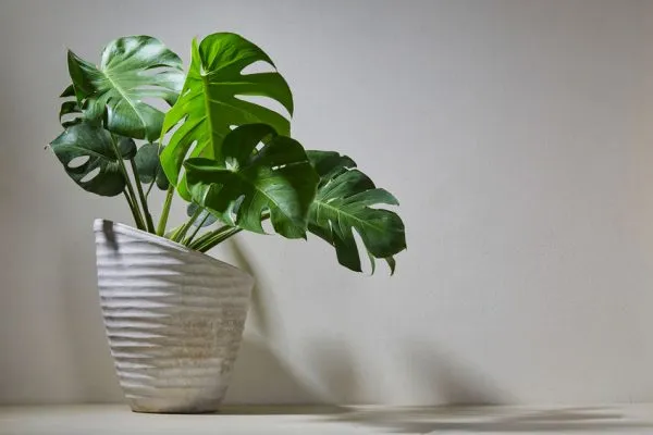 Common Houseplants