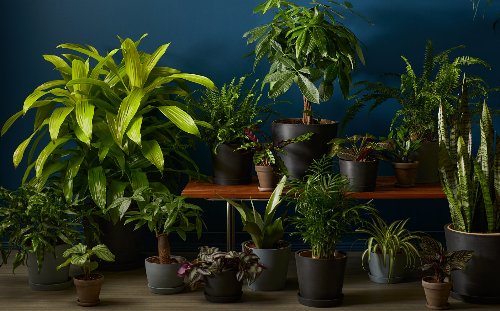 Best Low Light Indoor Plants