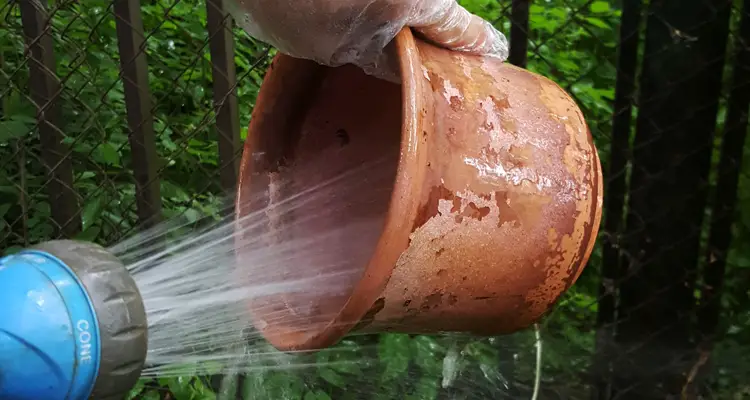Stop Ants Nesting in Plant Pots
